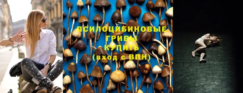 Галлюциногенные грибы Psilocybine cubensis  Алейск 